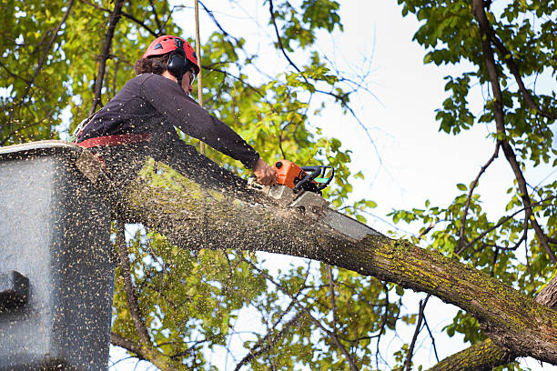 Trusted Pleasant View, UT  Tree Services Experts